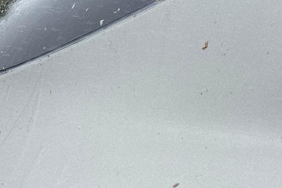 image of leaf damage on car bodywork