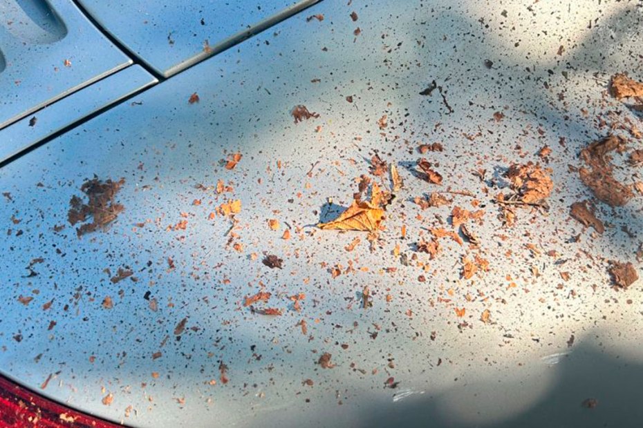 Leaves on rear wing of car